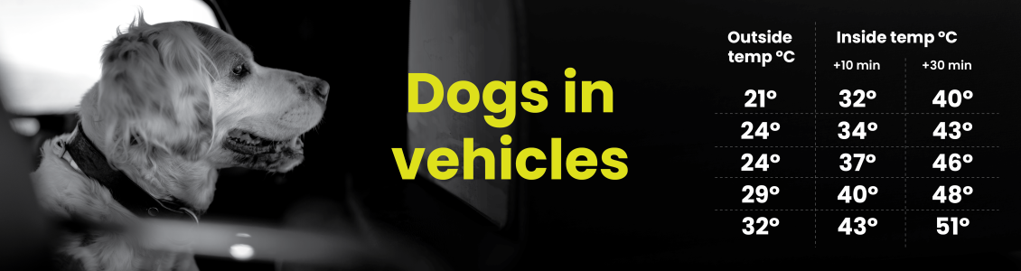 dogs in vehicles 