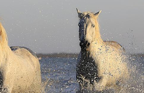 Horses galloping through water